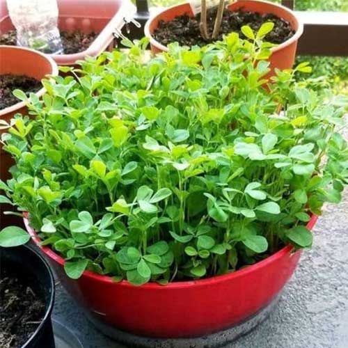 Methi Fenugreek Multicut Seeds