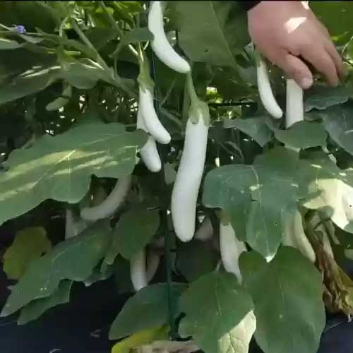 Brinjal White Long Seeds