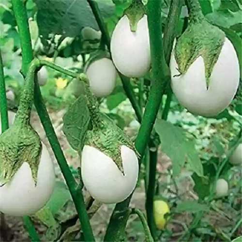 Brinjal White Round Seeds