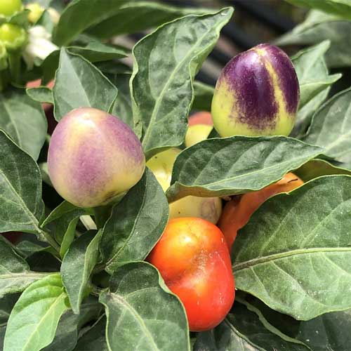 Ornamental Chilli Capsicum Choice Round Mix Seeds