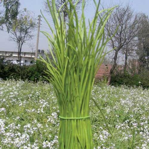 Singra Mongra Rat Tail Radish Seeds
