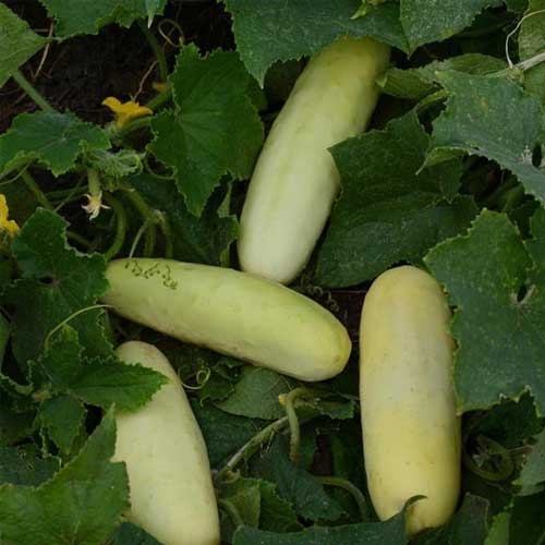 Cucumber White Long Seeds