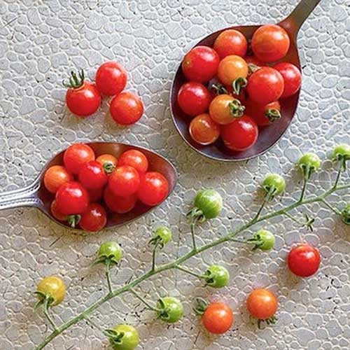 Spoon Tomato Red Seeds