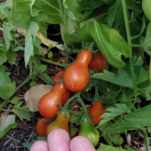 Pear Tomato Pink Seeds