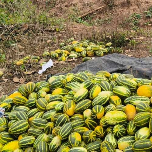 Sambar Cucumber Mangalore Yellow Seeds