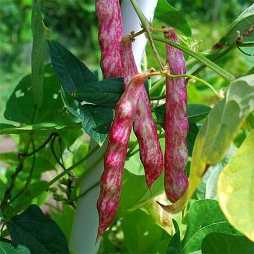 Cranberry Beans Rajma Tongues of Fire Beans Seeds