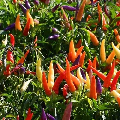 Ornamental Chilli Capsicum Choice Pointed Mix Seeds