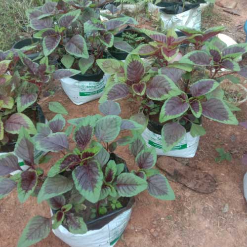 Amaranthus Peacock Mayil Peeli Cheera Amaranthus Rainbow Seeds