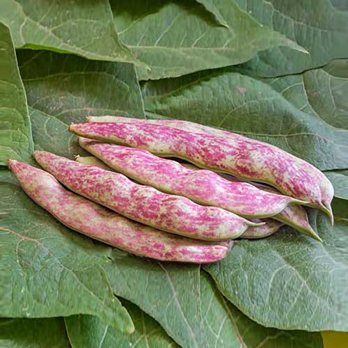 Cranberry Beans Rajma Tongues of Fire Beans Seeds