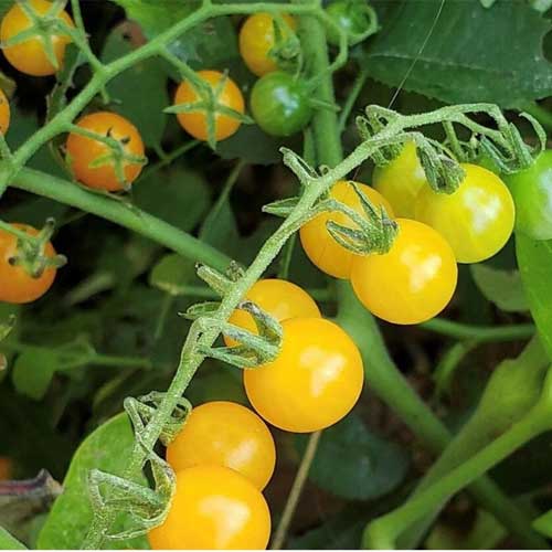 Tomato Cherry Yellow Golden Currant Seeds