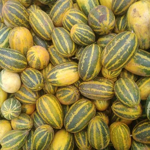 Sambar Cucumber Mangalore Yellow Seeds