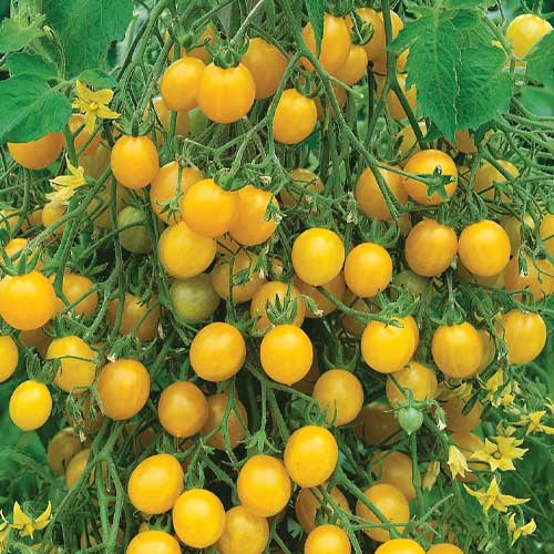 Tomato Cherry Yellow Golden Currant Seeds