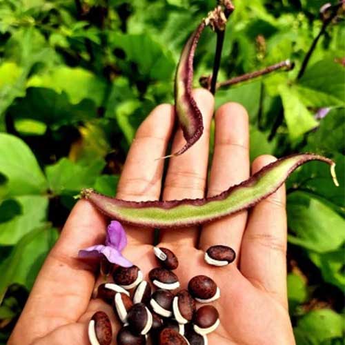 Dolichos Kozhi Avarai Chicken Bean Violet Seeds