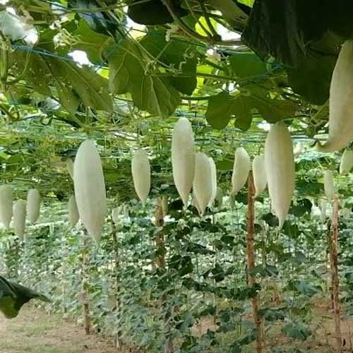 Snake Gourd White Short Seeds