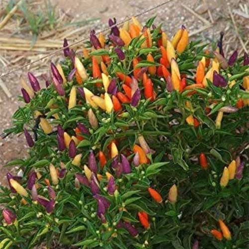 Ornamental Chilli Capsicum Choice Pointed Mix Seeds