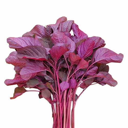 Amaranthus Deep Red Multicut Seeds