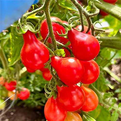 Pear Tomato Pink Seeds
