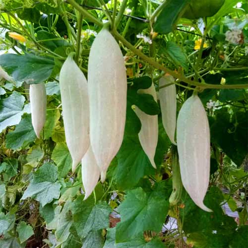 Snake Gourd White Short Seeds