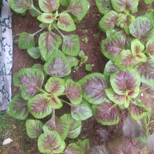 Amaranthus Peacock Mayil Peeli Cheera Amaranthus Rainbow Seeds