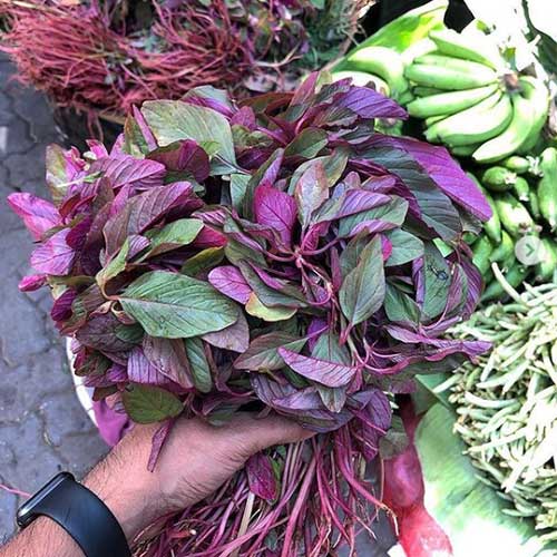 Amaranthus Purple Green Leaf Seeds