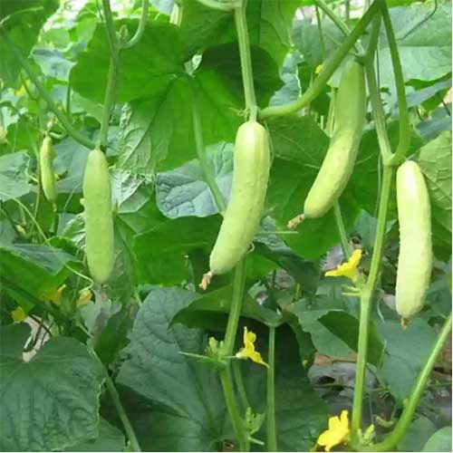 Cucumber White Long Seeds