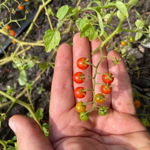 Spoon Tomato Red Seeds