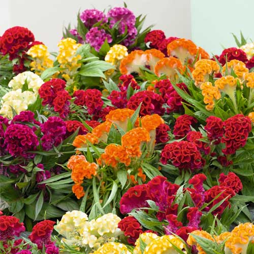 Celosia Cockscomb Cristata Nana Dwarf Mix Seeds