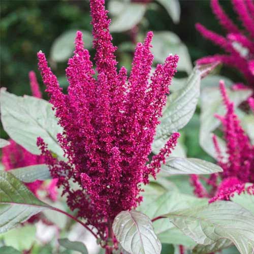 Amaranthus Pygmy Torch Dwarf Mix Seeds