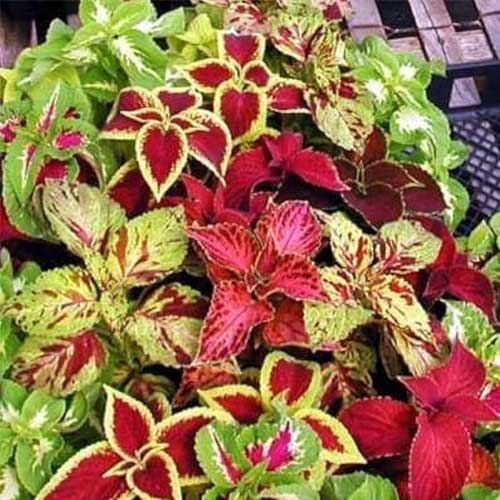 Coleus blumei Rainbow Mix Seeds