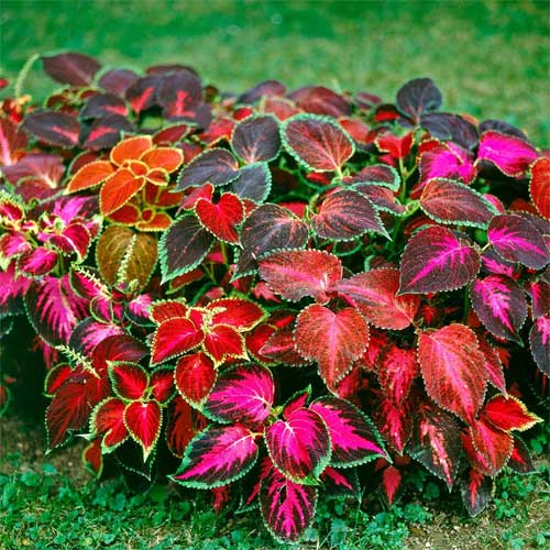 Coleus blumei Rainbow Mix Seeds