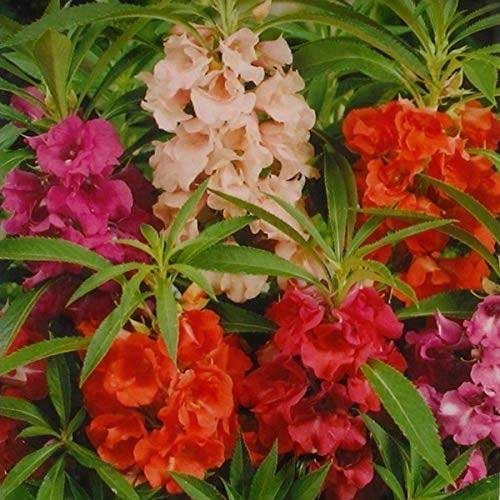 Balsam Tom Thumb Impatiens balsamina Mixed Seeds