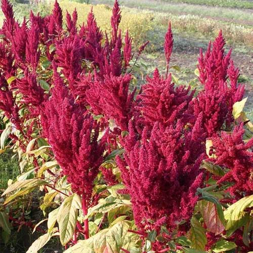 Amaranthus Pygmy Torch Dwarf Mix Seeds