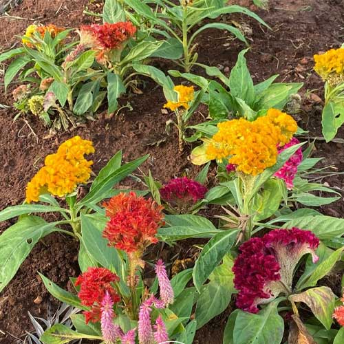 Celosia Cockscomb Cristata Nana Dwarf Mix Seeds