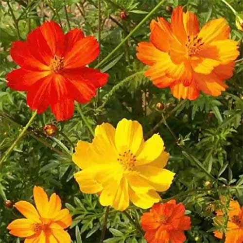 Cosmos Brightlight Mix Seeds