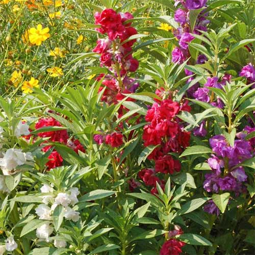 Balsam Camellia Mixed Seeds