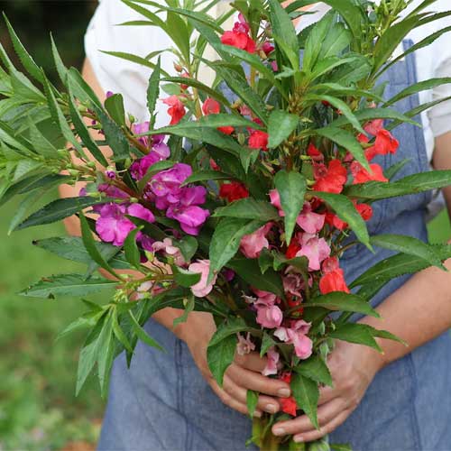 Balsam Camellia Mixed Seeds