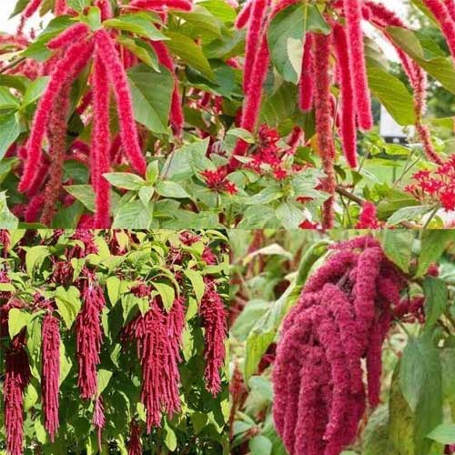 Amaranthus caudatus Love Lies Bleeding Seeds