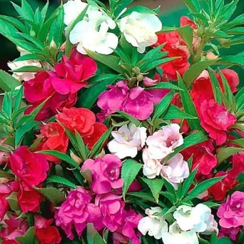 Balsam Tom Thumb Impatiens balsamina Mixed Seeds