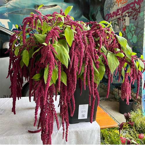 Amaranthus caudatus Love Lies Bleeding Seeds