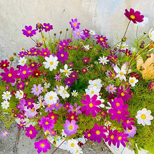 Cosmos Bipinnatus Sensations Dwarf Mix Seeds