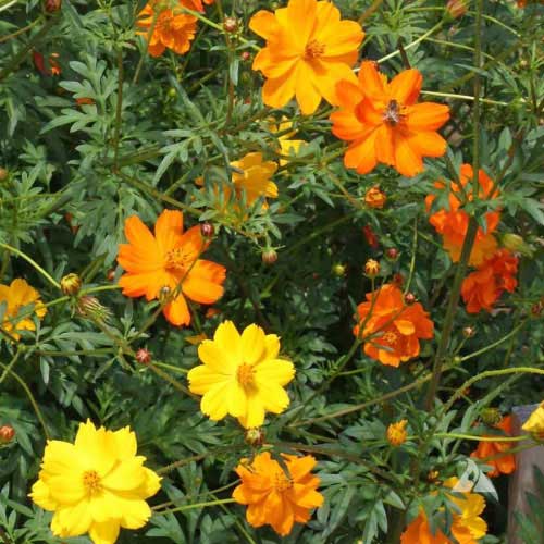 Cosmos Brightlight Mix Seeds