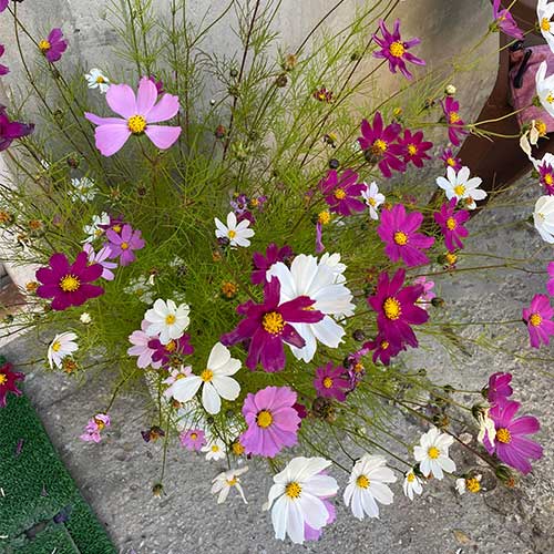 Cosmos Bipinnatus Sensations Dwarf Mix Seeds