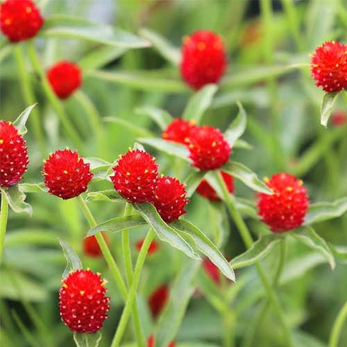 Gomphrena Red Strawberry Fields Seeds