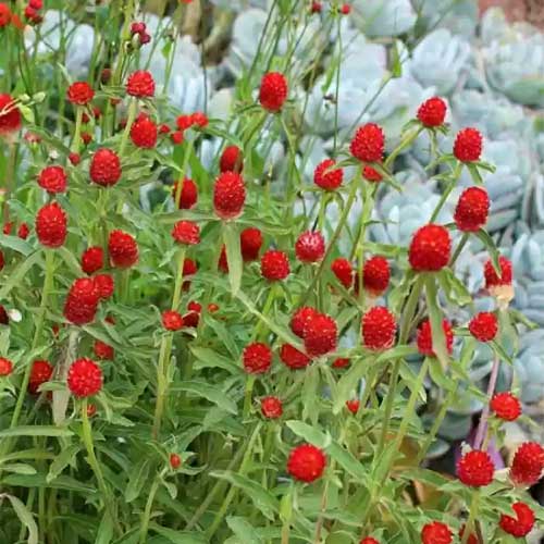 Gomphrena Red Strawberry Fields Seeds