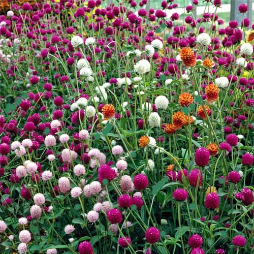 Gomphrena Choice Mix Seeds