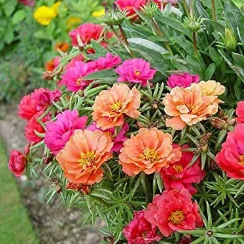 Portulaca grandiflora Double Mix Seeds