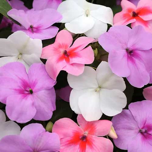 Impatiens Baby Mix Seeds