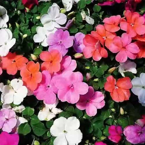 Impatiens Baby Mix Seeds