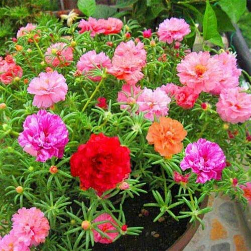 Portulaca grandiflora Double Mix Seeds