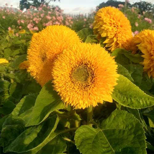 Sunflower Helianthus Teddy Bear Seeds